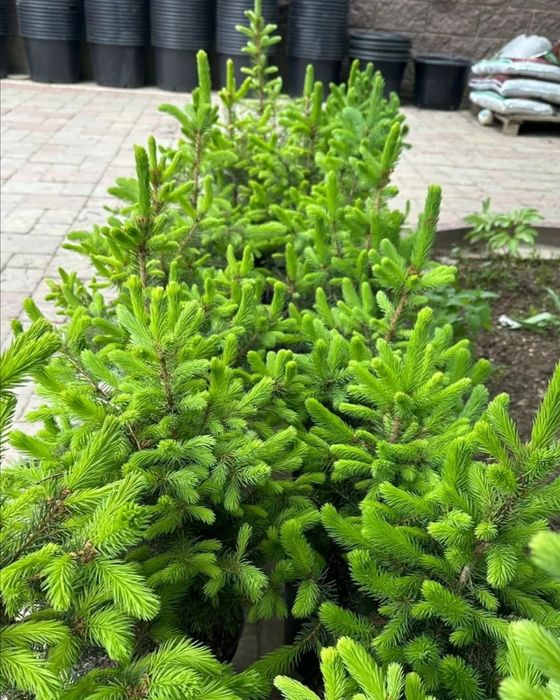 Продам Туя Смаргад