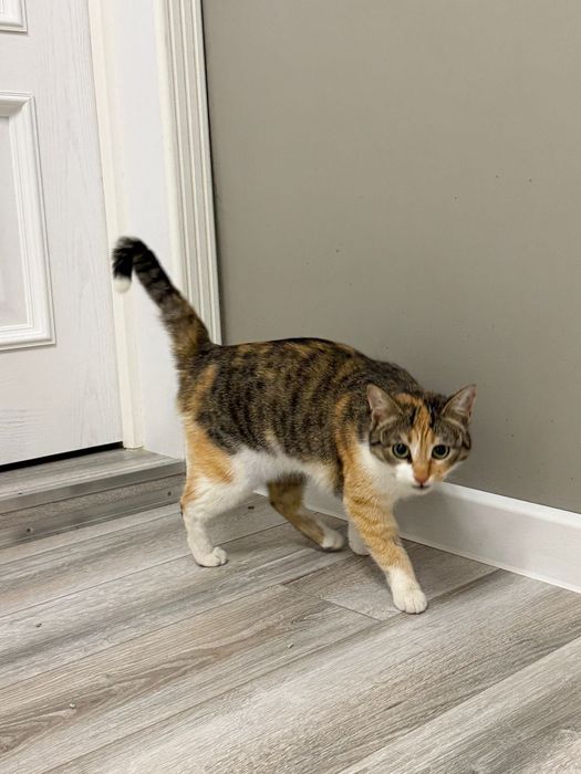 Шикарная кошечка Варя!