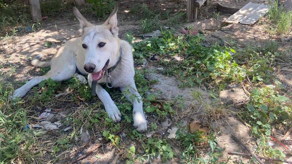 Отдам собачку в добрые руки