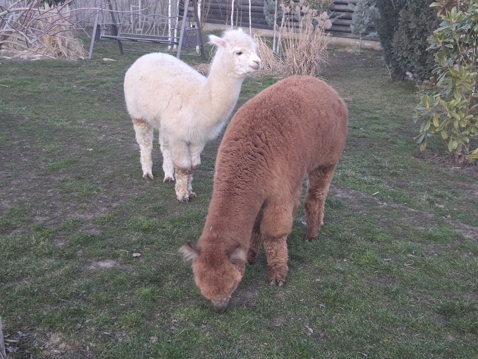 Alpaca doi masculi