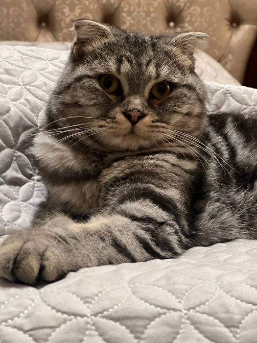 Продам Кота в хорошие руки