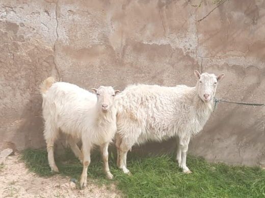 Орыс ешкісі сатылады