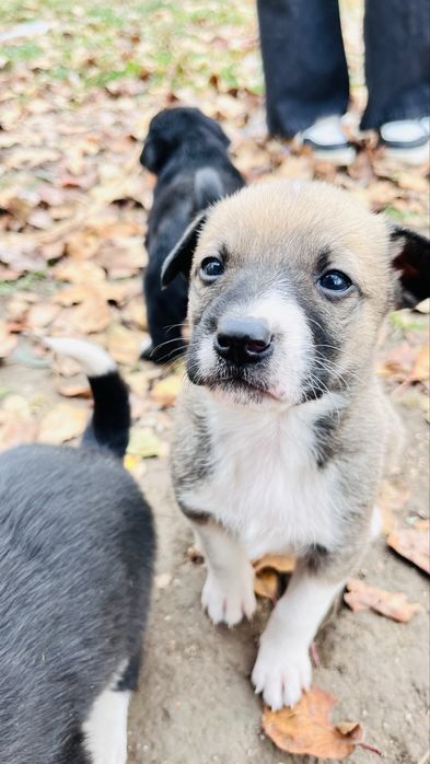 БЕСПЛАТНО Щенята -Долан Каскелен