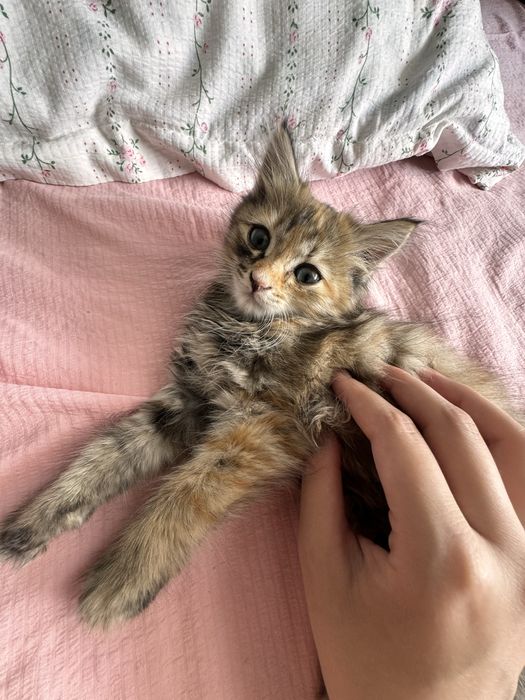 Отдам котенка в добрые руки ( девочку)