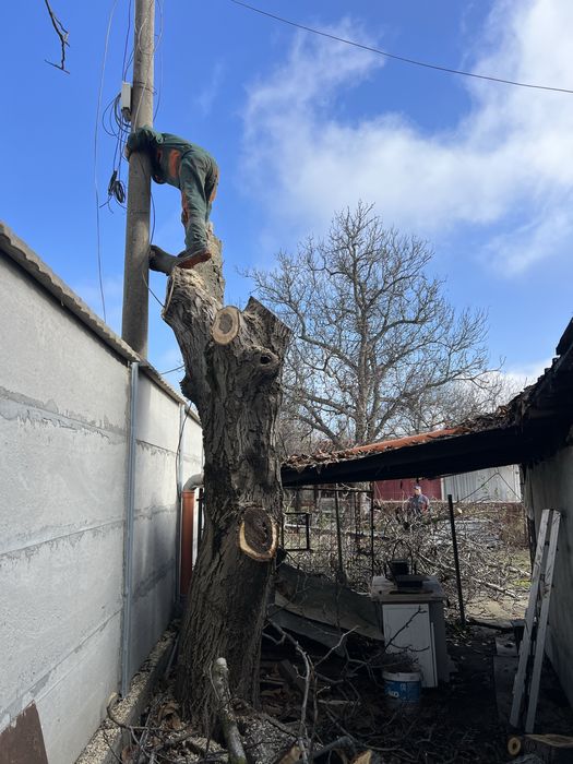 Поваляне на опасни дървета