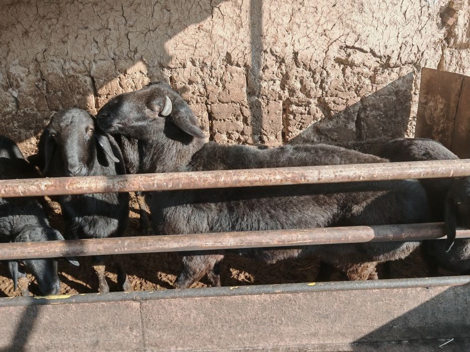 Кучкор сотилади уйда бугдой билан бокилган хусори зотли кучкор