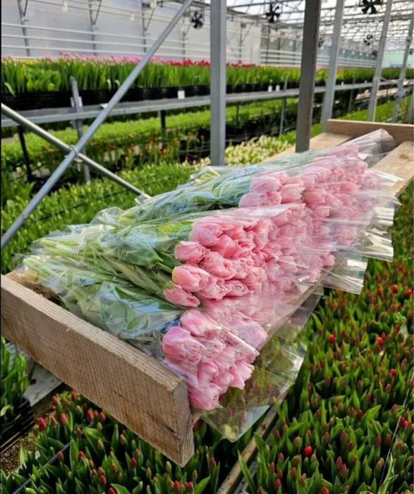 Тюльпаны на 8 марта