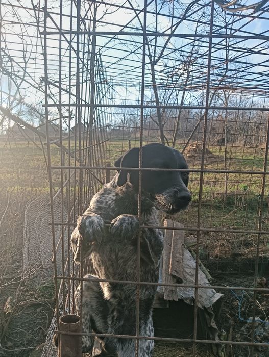 Cîne de vînătoare 2 ani