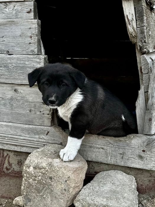 Щенок-девочка в добрые руки