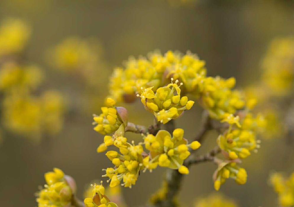 Кизил Крымский садовый