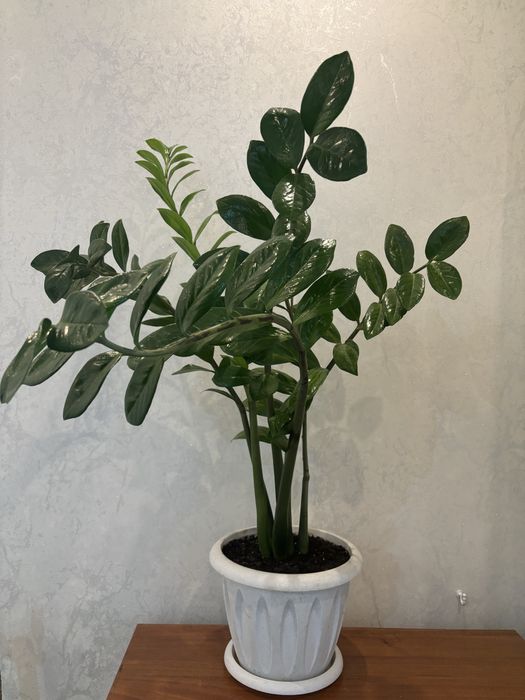 Продается Zamioculcas (Долларовое дерево) 
Замиокулькас
