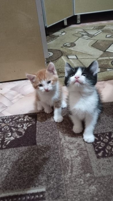 Отдам в добрые руки котят