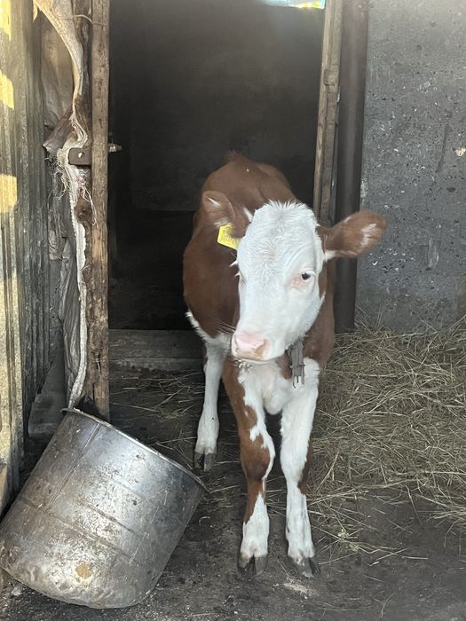 Продам теленуа  породистая корова