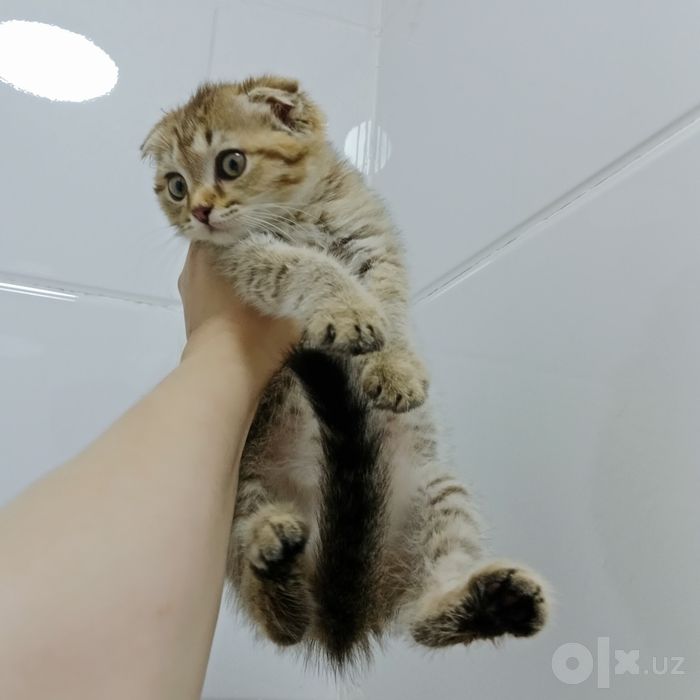 Девочка табби тигрёнок
