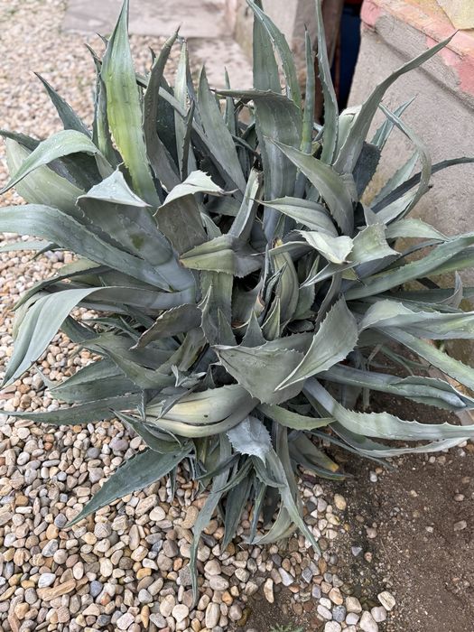 Floare aloe vera