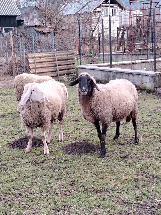 Vînd doua oi și un berbec