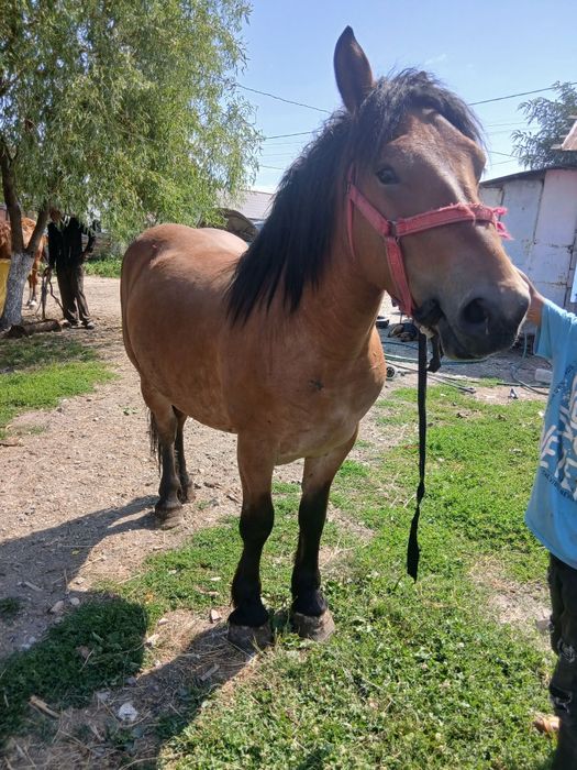 Vând Mânză de 2 ani sau la schimb cu o mașină dubă