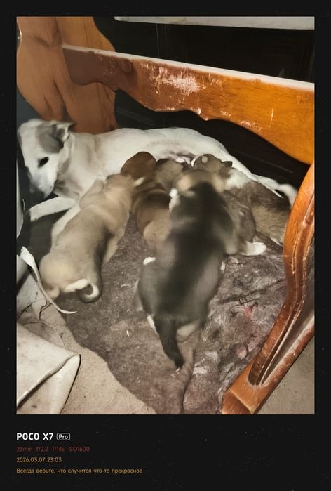 Отдадим Кутят ДАРОМ