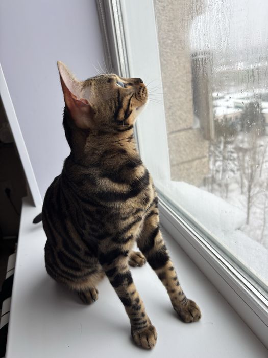 Продам срочно кота