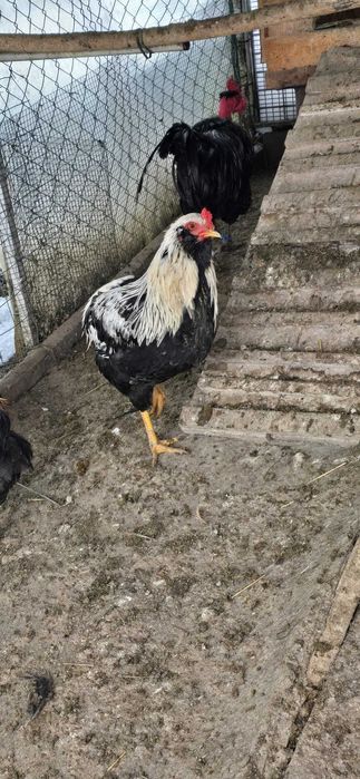 Vând cocoși Araucana 2025.