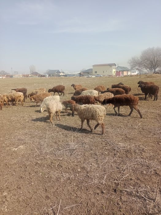 Қой, қозылы қойлар, тоқтылар сатылады