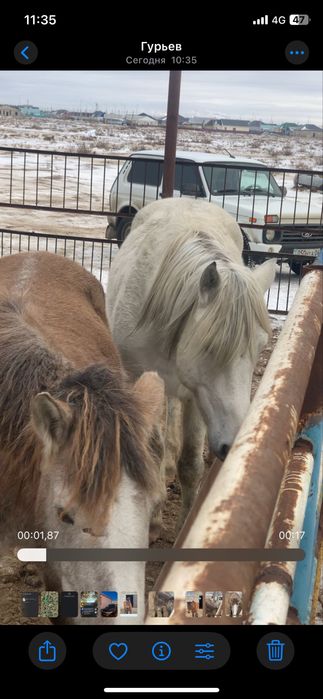 Айғыр және биелер сатыладц