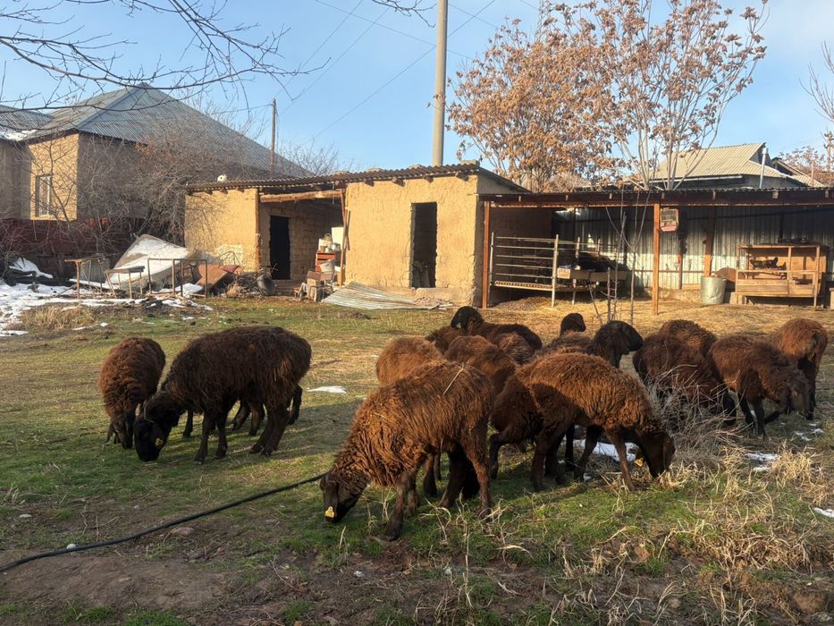 20 бас ұрғашы тоқтылар сатылады