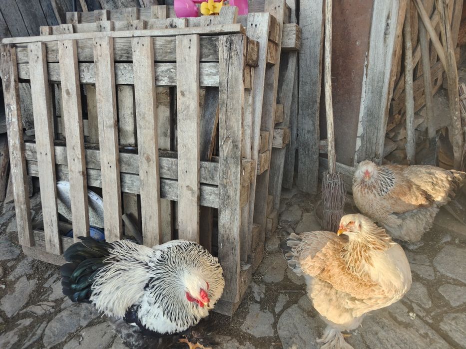 Vand 3 cocosi de Brahma