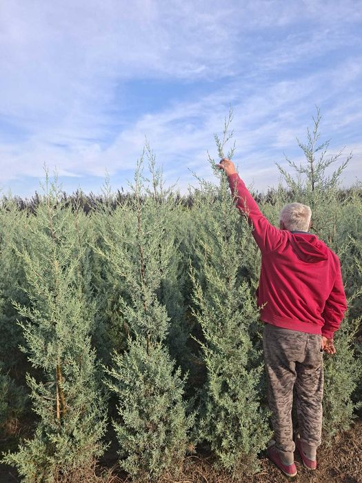 Chiparos de Arizona (Cupressus arizonica)