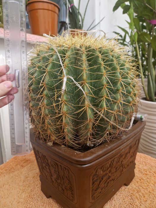 Продам кактус 35 см