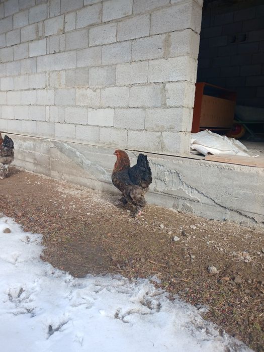 Брамо қораз жане тауқтар