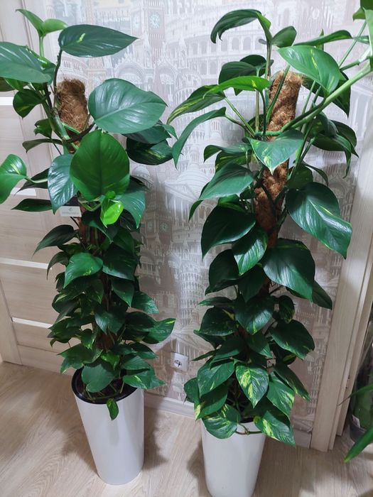 Цветы для квартир и офисов