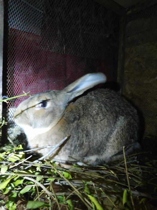 Продам кроликов!