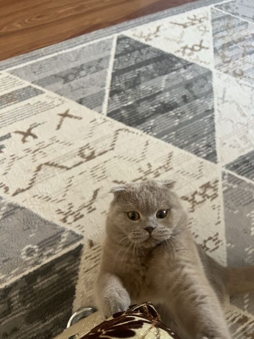 Кот шотландский вислоухий крассавец