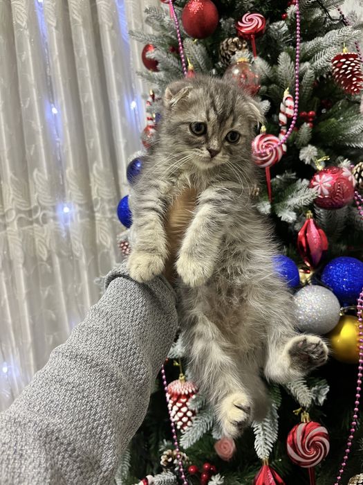 Mushukcha sotiladi erkak