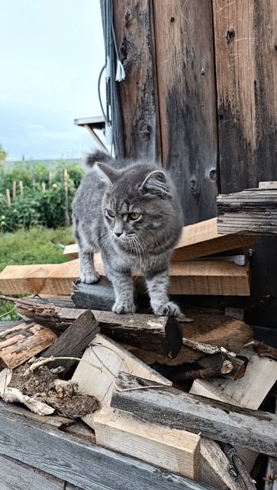 Красивый котик ищет дом