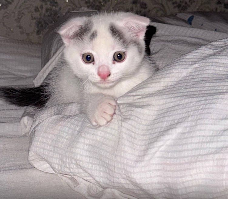 Скотиш кошка кошка СРОЧНО