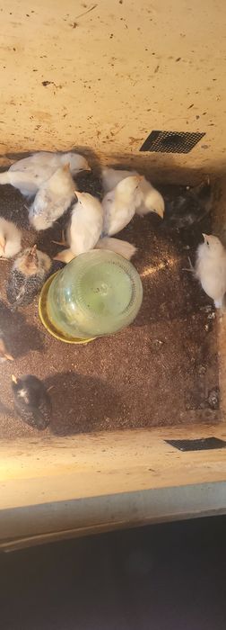 Цыплята домашние