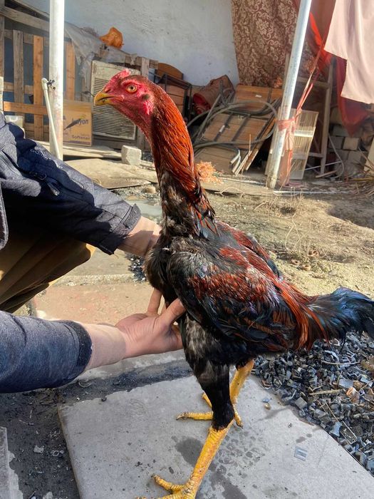 Байцовые петух семья 60 тыс