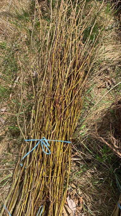 Puieți de Tei mirositor anul 2