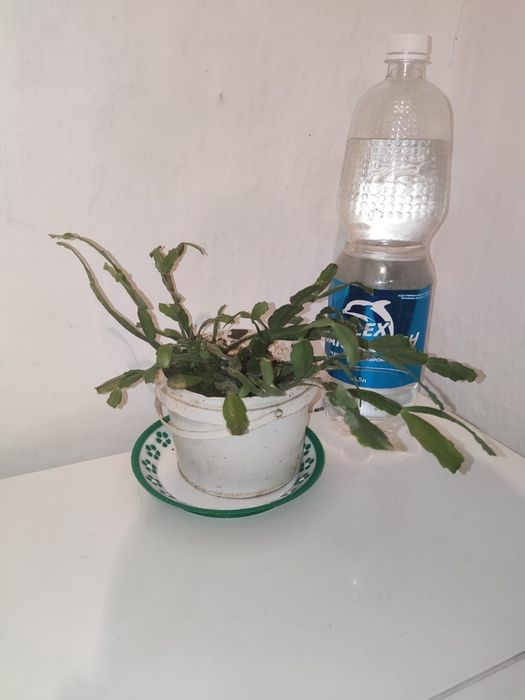 Молочай миля цветущий