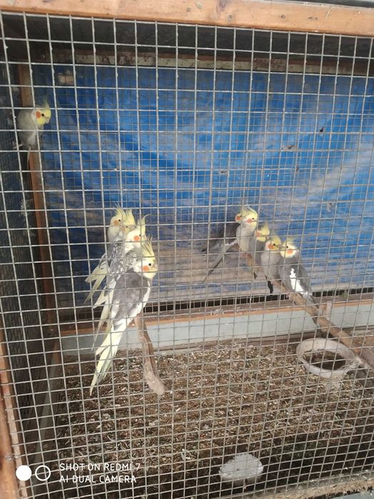 Uyda boqiladigan totiqushlar