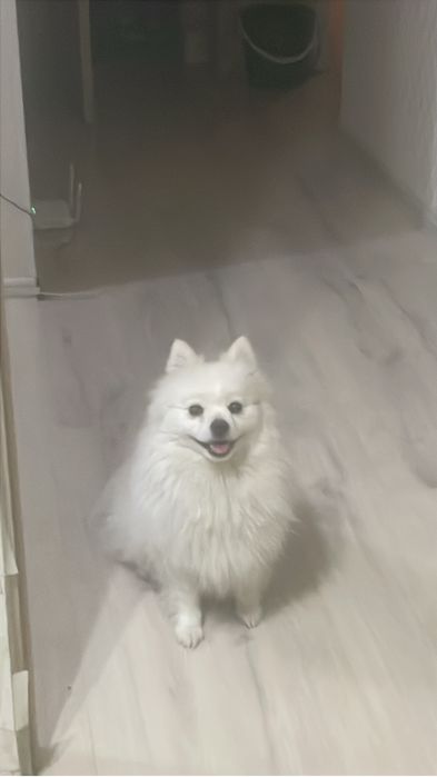 Японский шпиц девочка