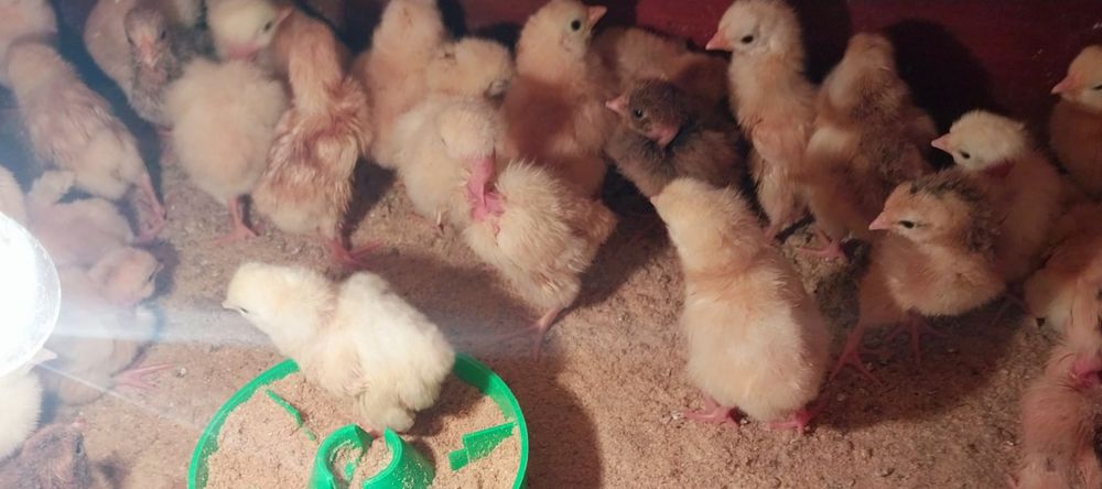 Продам домашних помесных цыплят,селезня индоутки ,индюка с индюшкой.