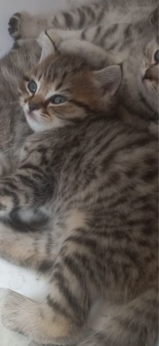 Отдам котят в добрые руки