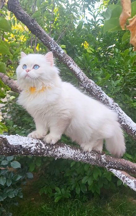 Fetita British longhair cu ochi albastri superba - pedigree, teste genetice negative