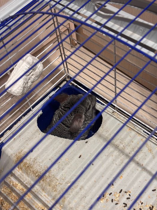 Продам шиншиллу с клеткой