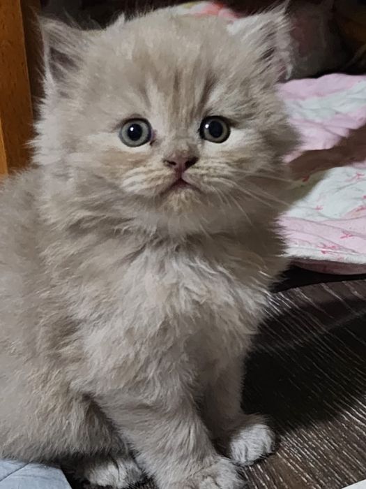 Шотландская скотиш хайлент страйт