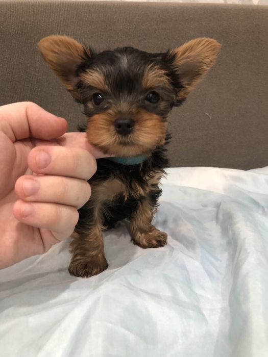 Щенки Йорка мальчики 2 месяца