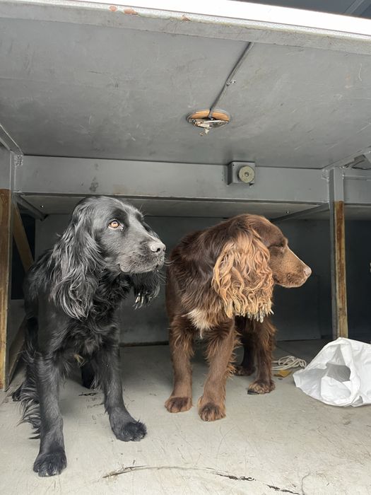 Собака спанель  .